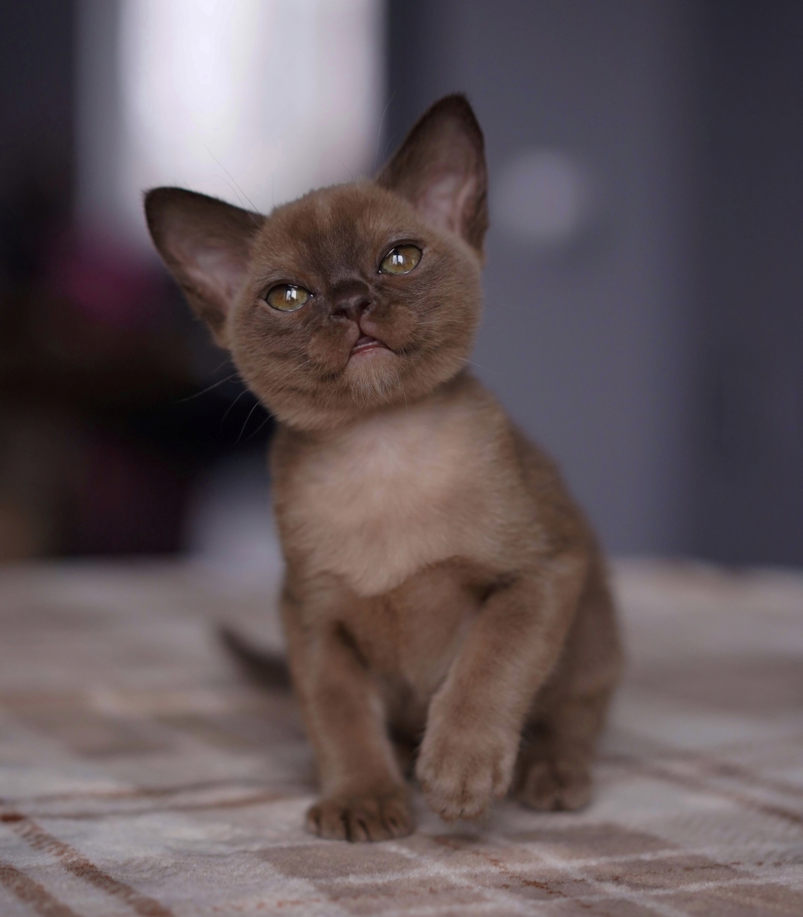 бурманская кошка питомник купить в лучшем